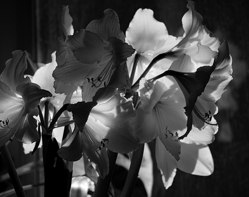 The Plants I Grew (on going)