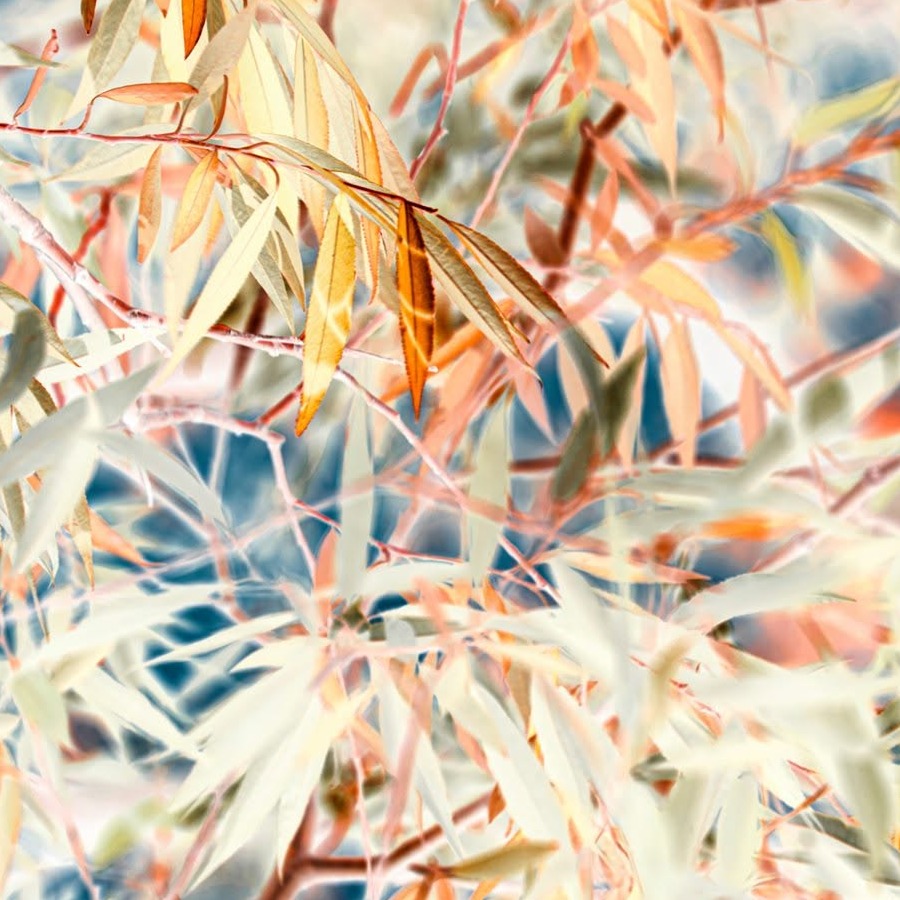 Visual Diary: 2020, October 26 - Fall Willow