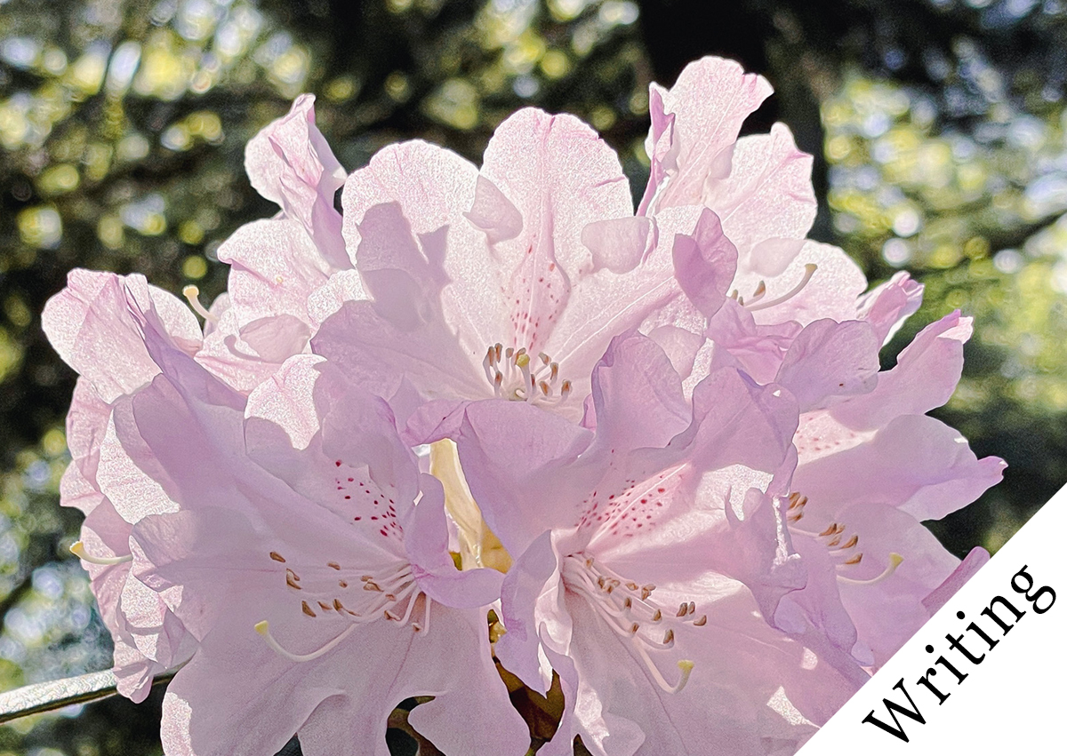 A Photo Was Not Taken for the Sake of Looking